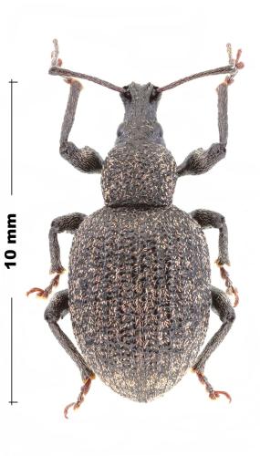 Otiorhynchus turca